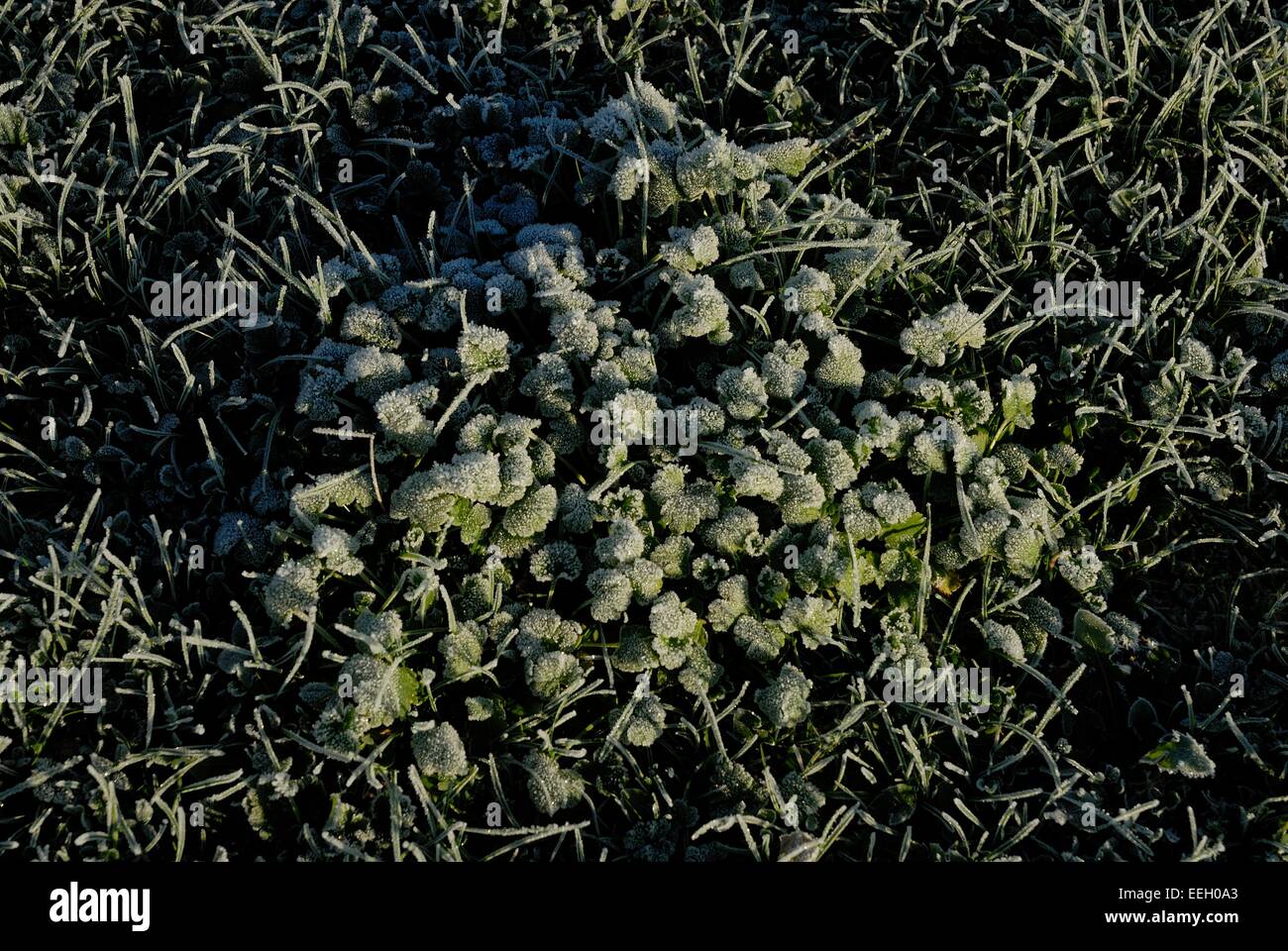 Frozen nature hi-res stock photography and images - Alamy