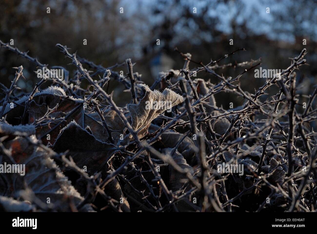 Frozen nature hi-res stock photography and images - Alamy