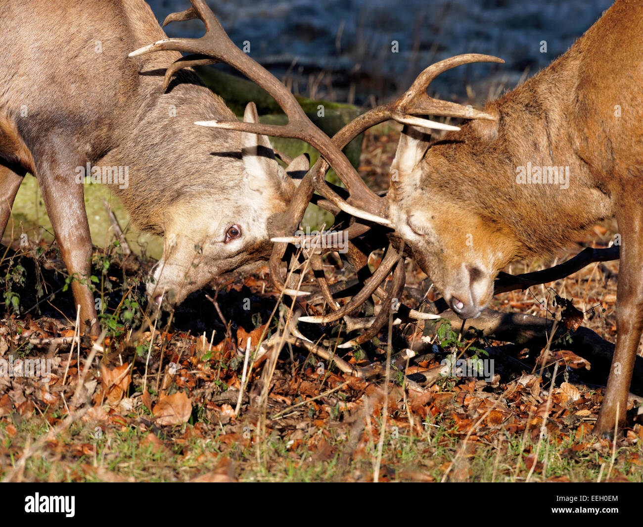 red deer stags clashing antlers Stock Photo