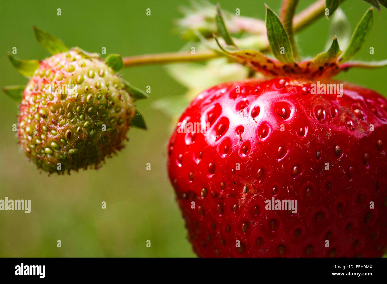 ripe and unripe fruit on a elsanta strawberry plant growing Stock Photo