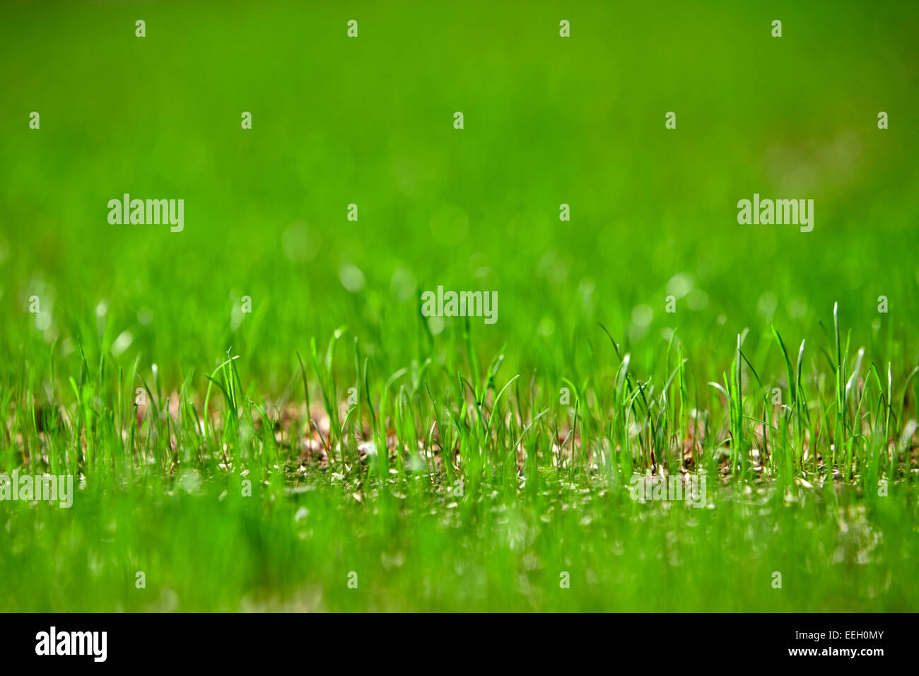 blades of new grass growing from grass seed in a garden Stock Photo Alamy
