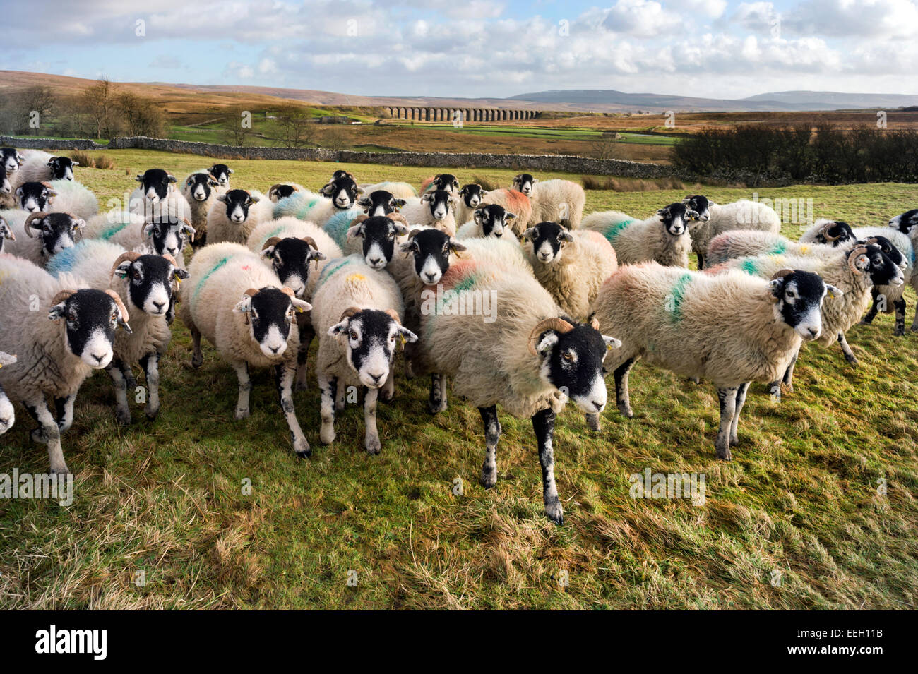A flock of Swaledale sheep at Ribblehead, Yorkshire Dales, UK, with the famous railway viaduct in the background Stock Photo