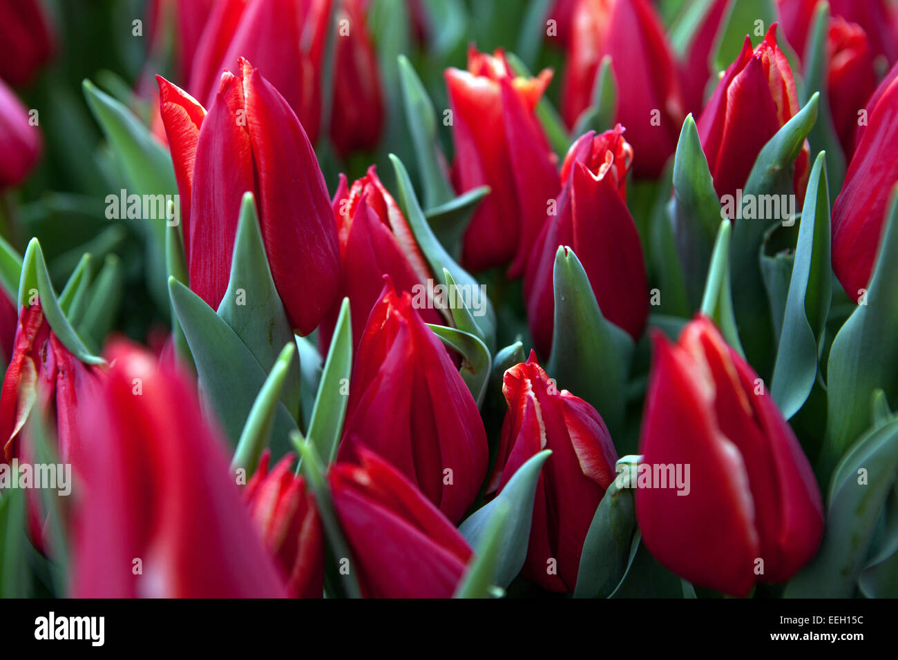 Red Tulips garden spring flowers Flowering, Tulips Stock Photo