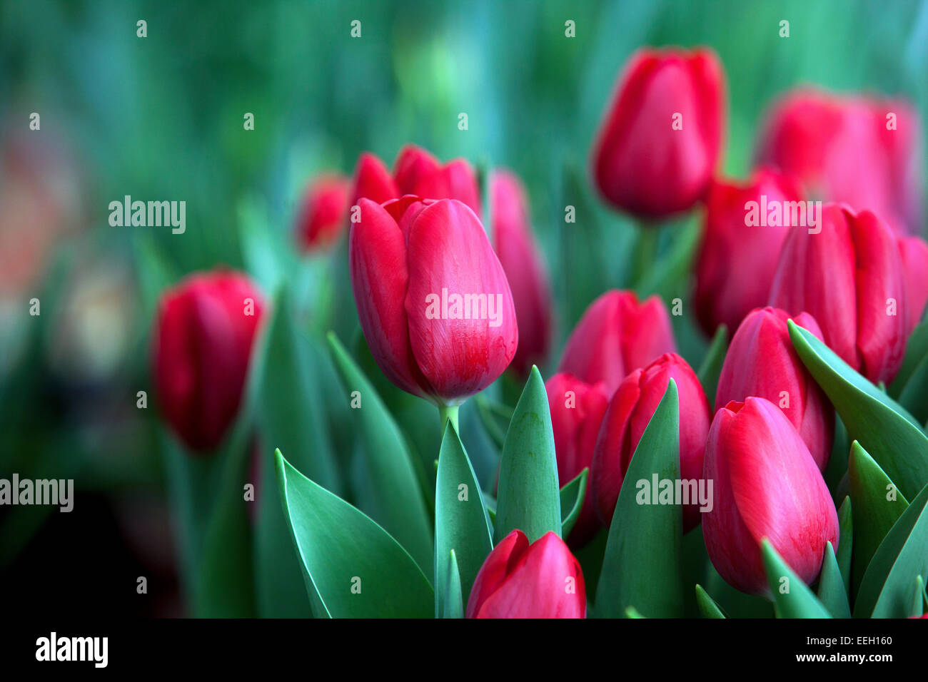 Red Tulips garden, Tulipa Red, Bloom, Flowers Stock Photo