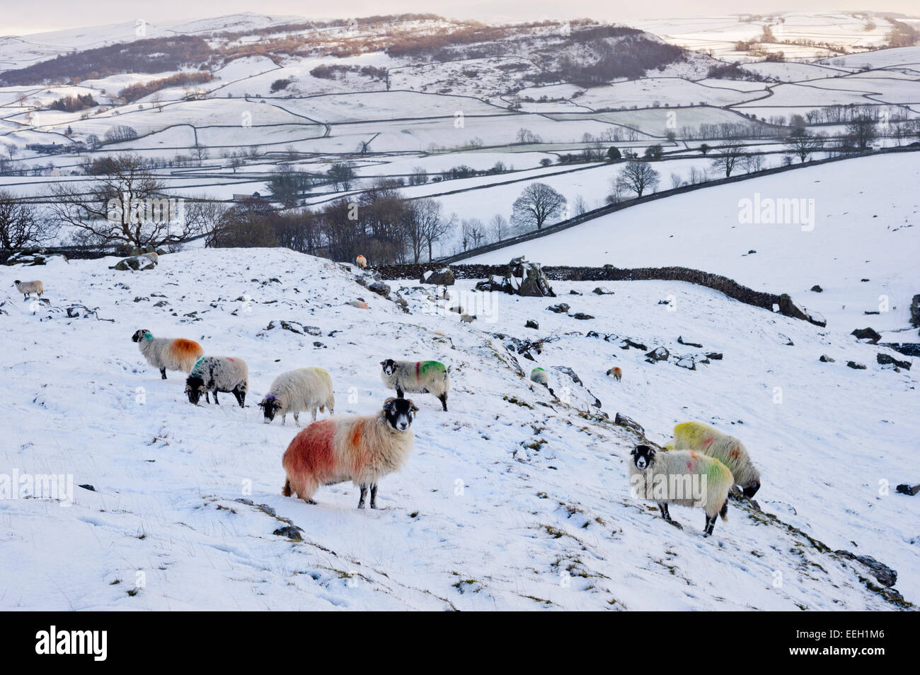 Swaledale sheep grazing on the snow-covered Norber plateau above the village of Austwick, Yorkshire Dales National Park, UK Stock Photo