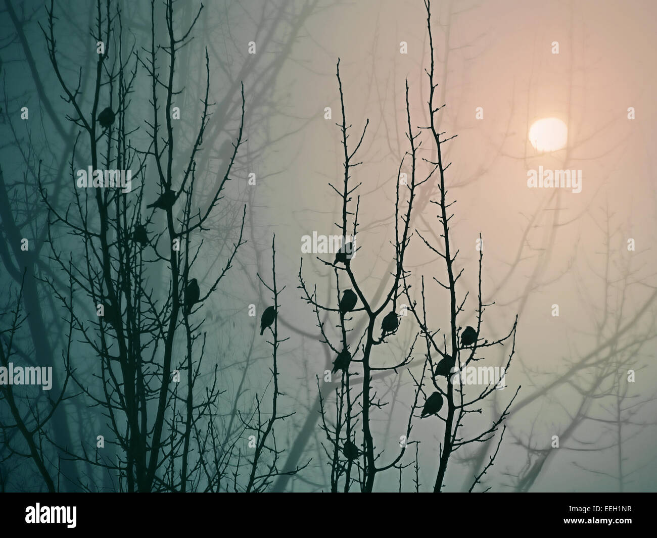 Misty morning in the forest. Flock of birds preparing for a flight to warmer climes. Stock Photo