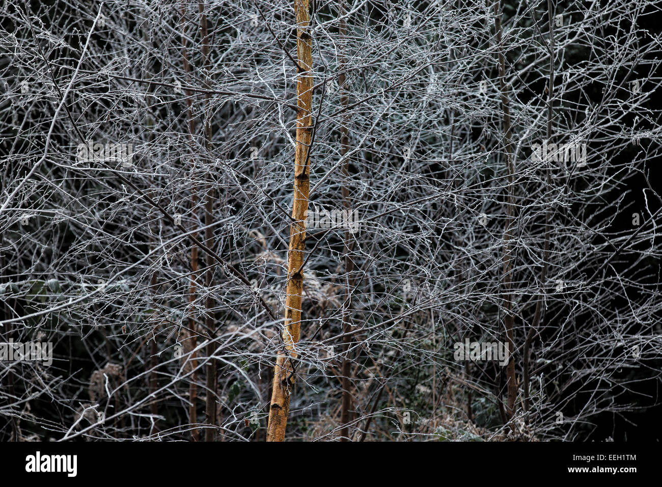 Hollybank lane hires stock photography and images Alamy