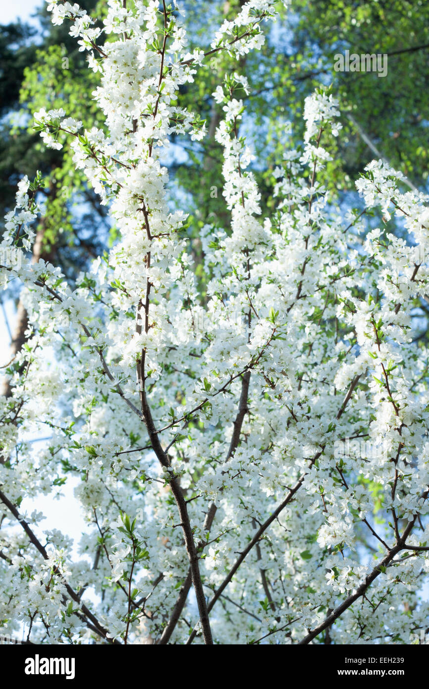 blossomed cherry on blue sky background Stock Photo - Alamy
