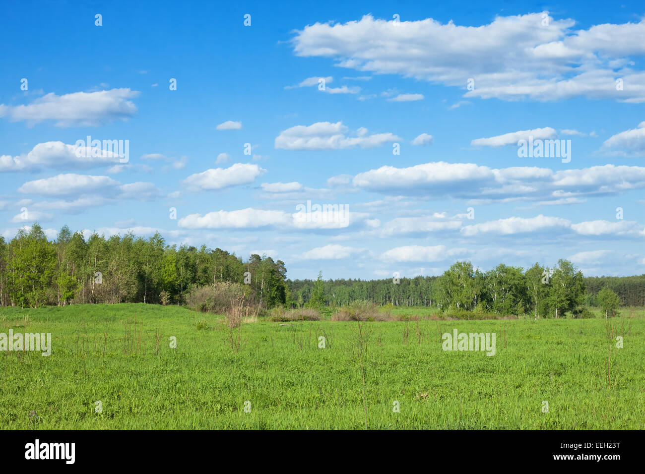summer forest landscape with green grass field Stock Photo - Alamy