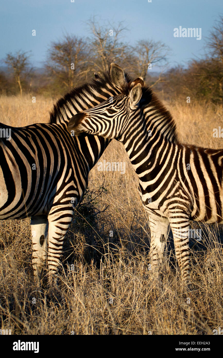Zebra meeting hi-res stock photography and images - Alamy Zebra meeting hi-res stock photography and images - Alamy