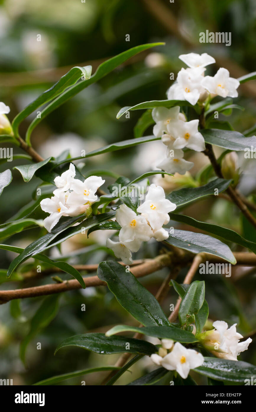 Winter Daphne High Resolution Stock Photography and Images Alamy