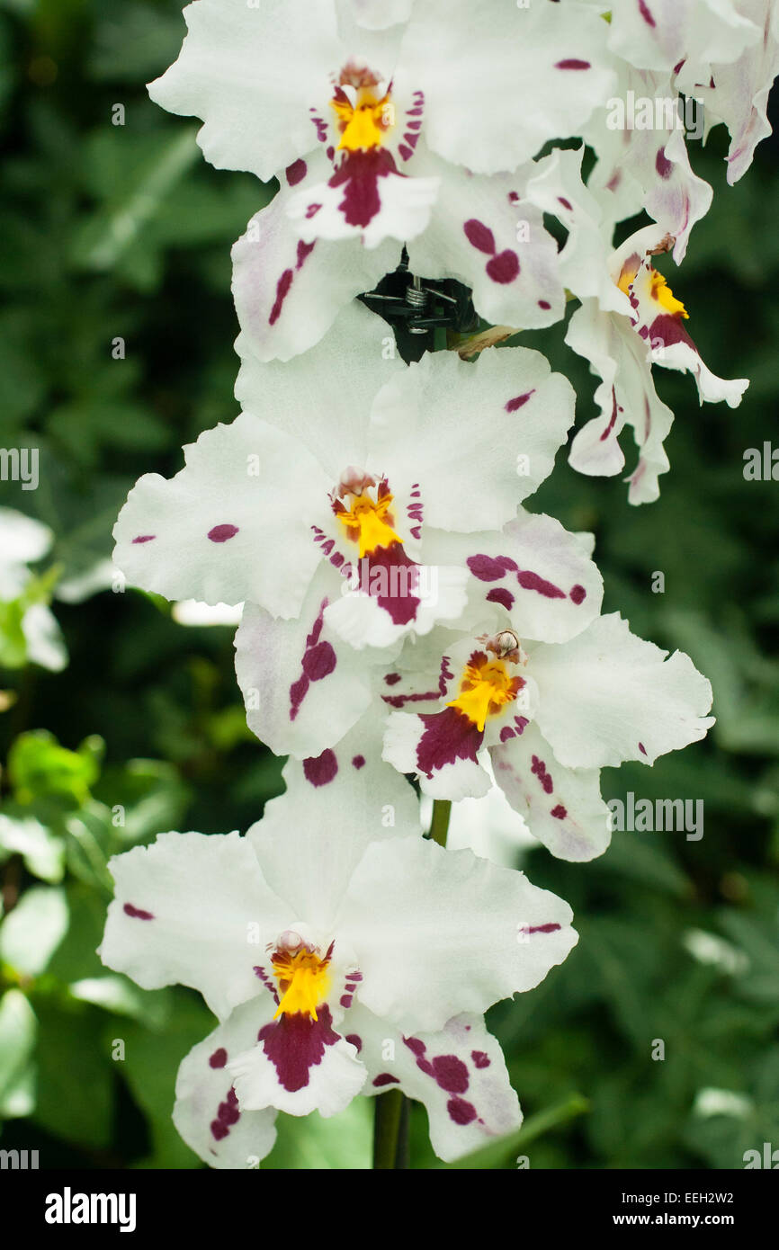 Blooms of the Colombian orchid, Odontoglossum nobile Stock Photo