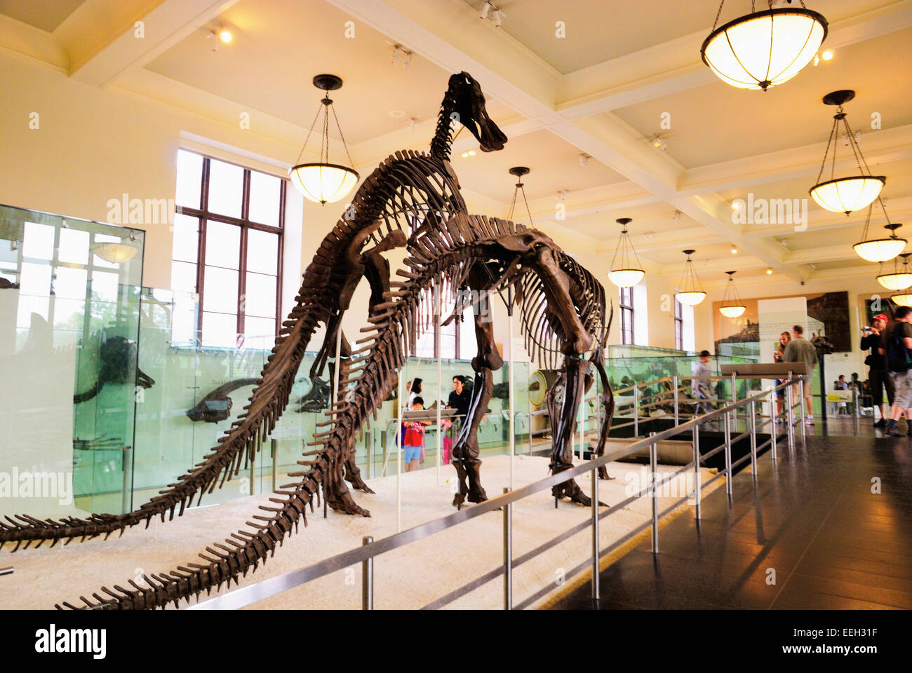 American Museum of Natural History. New York City Stock Photo