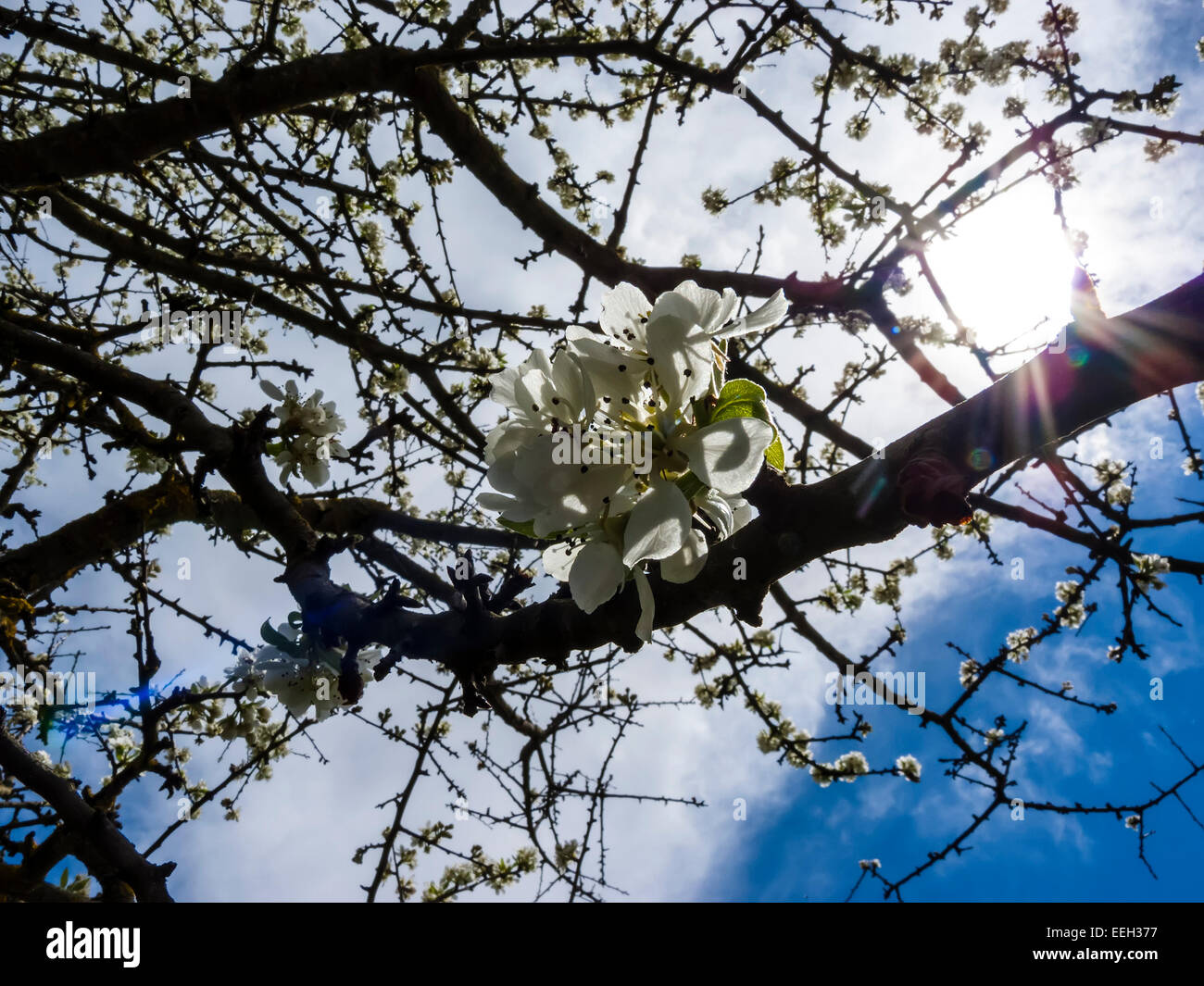 Fruit tree blossoms with sunlight spring beginning Stock Photo Alamy