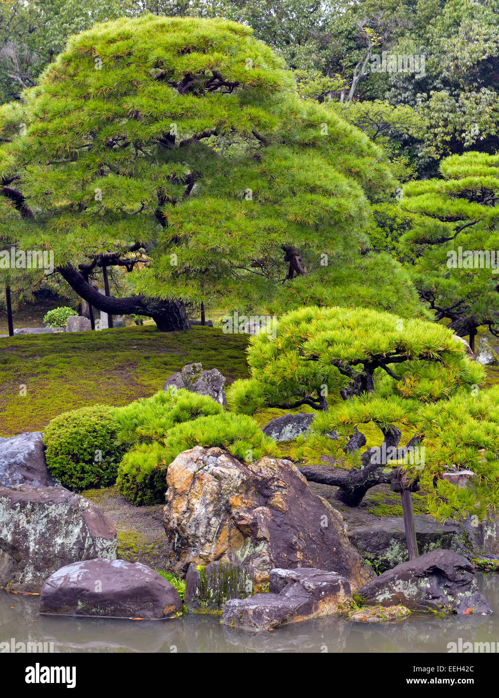 Manicured pines in Japanese garden, Kyoto, Japan Stock Photo