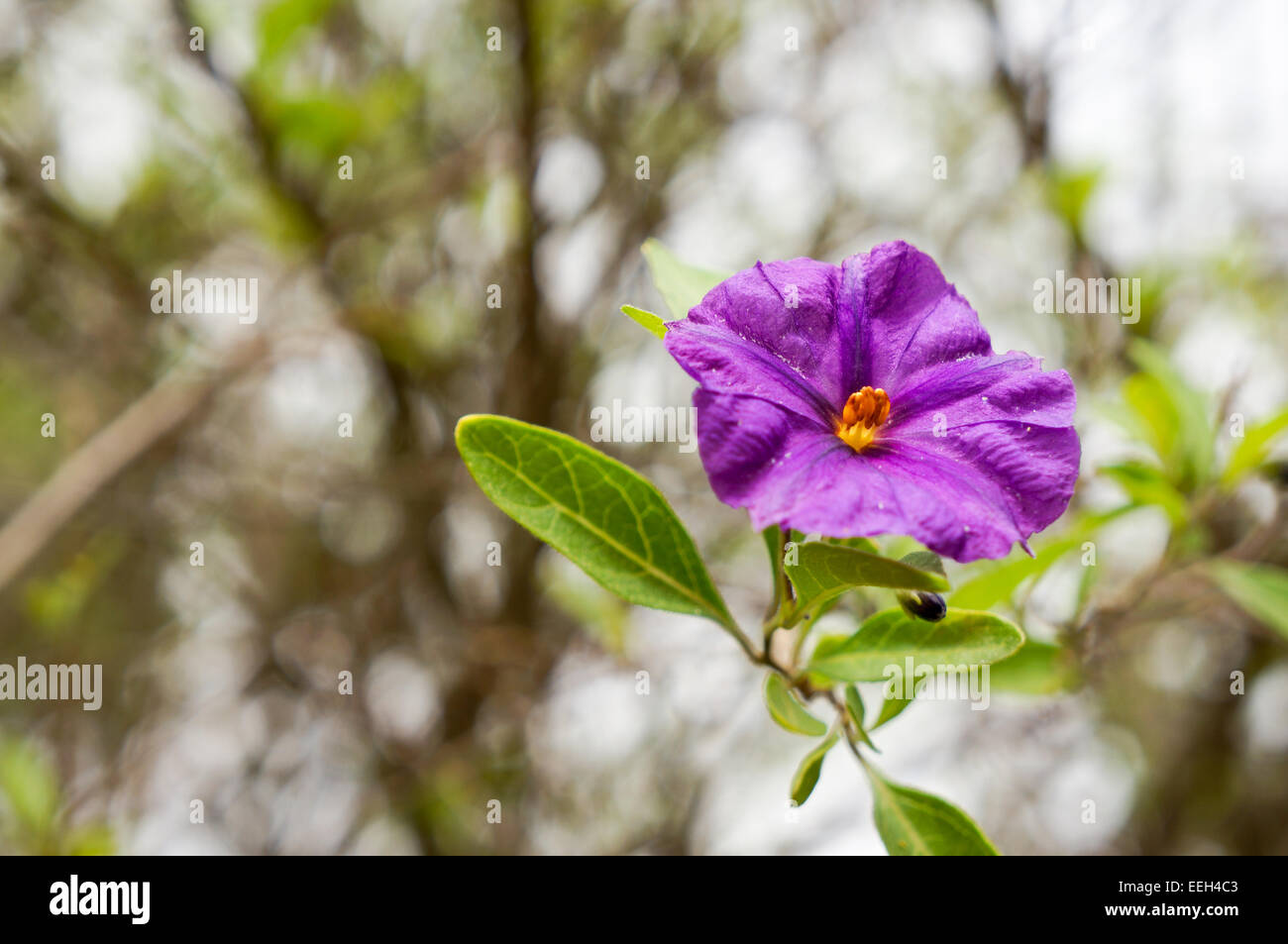 Purple Ruellia peninsularis flower Stock Photo