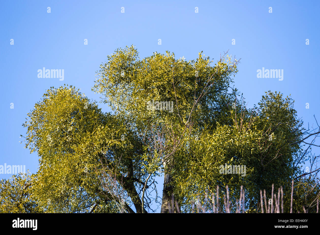 Large green clumps of European mistletoe, Viscum album, growing at the top of a tree in southern England, with a blue sky background Stock Photo