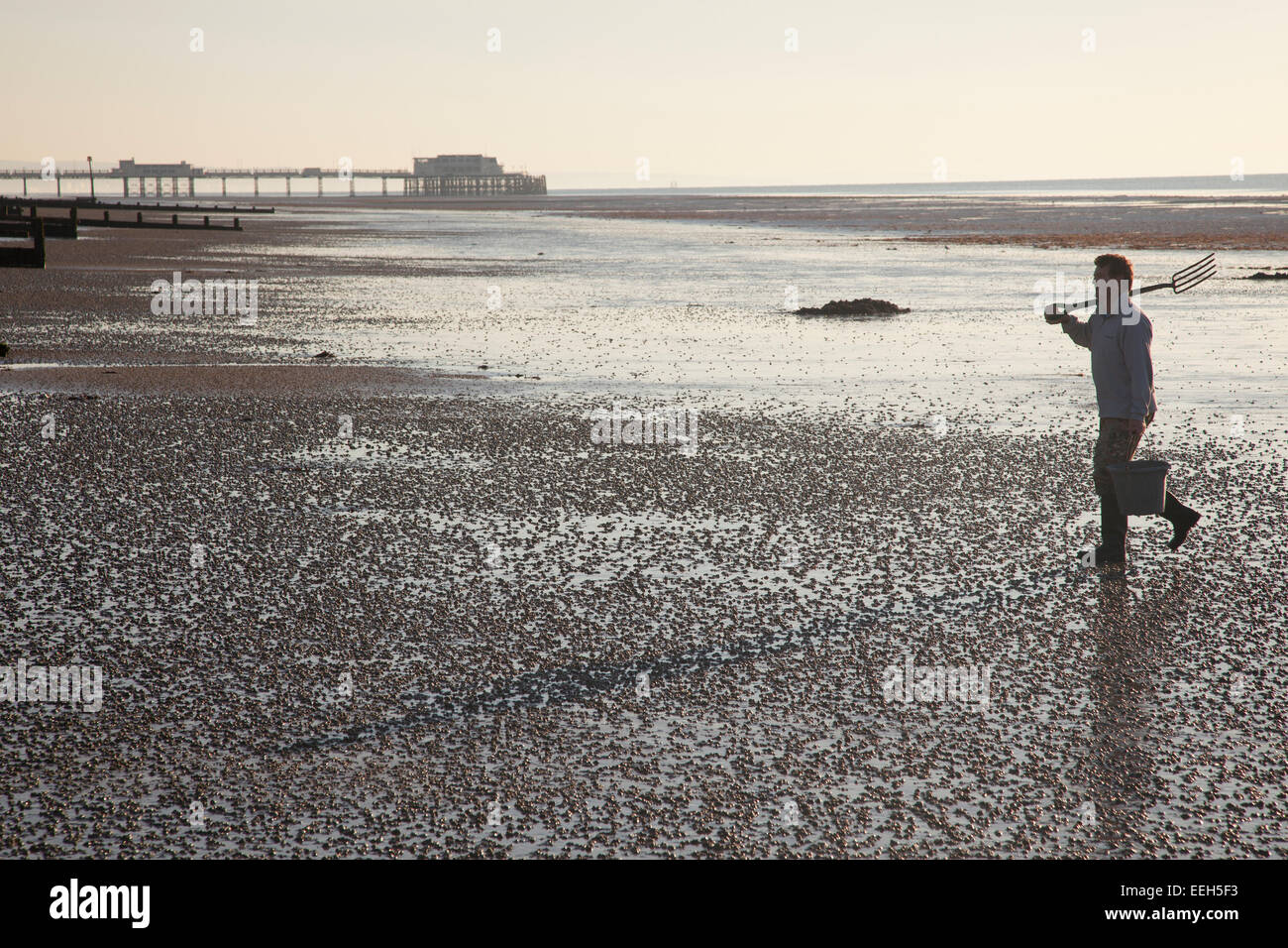 Bait digger walking on beach at Worthing, West Sussex, England. Stock Photo