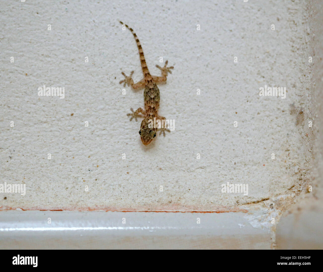 A house gecko seen on a wall inside a house in the island of Majorca, Spain Stock Photo