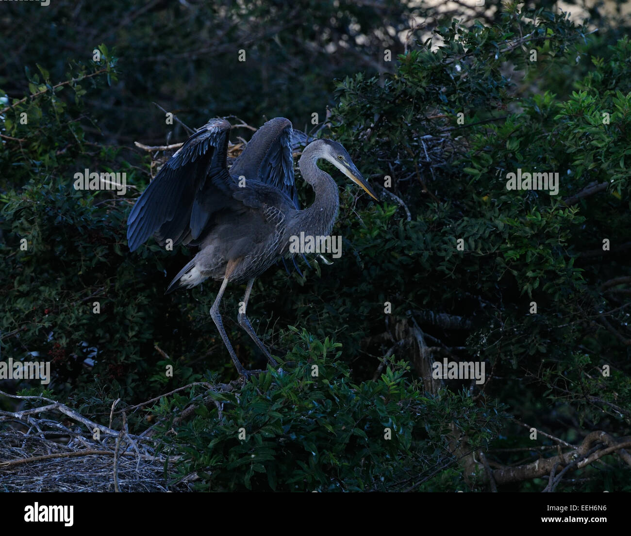 Great blue heron sitting in the vegetation of Gatorland near Orlando showing there mating feathers. Florida, USA Stock Photo