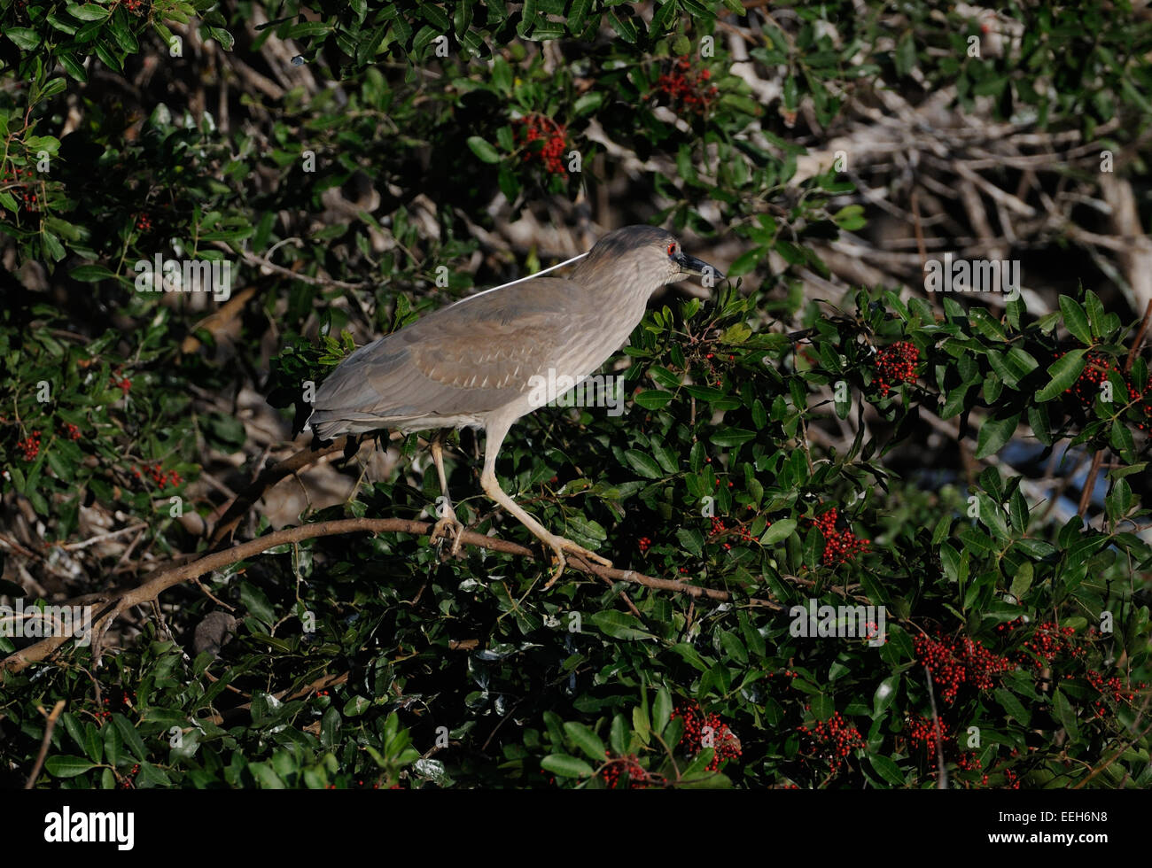 Black-crowned Night-Heron (Nycticorax nycticorax) near Venice on the west coast of Florida, just south of Tampa and Sarasota. Stock Photo