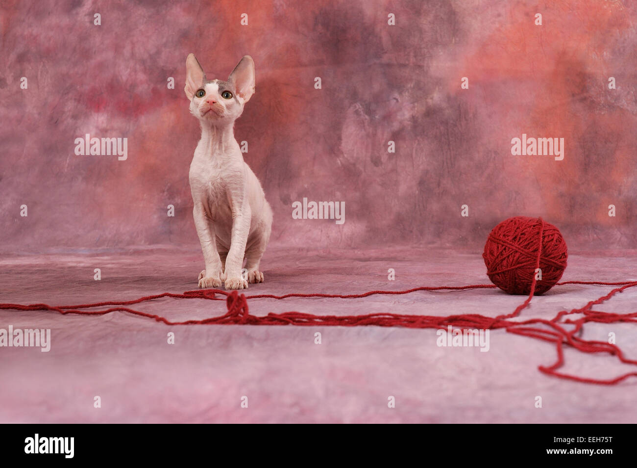 A female Cornish Rex kitten, twelve weeks old, standing next to ball of yarn. Stock Photo