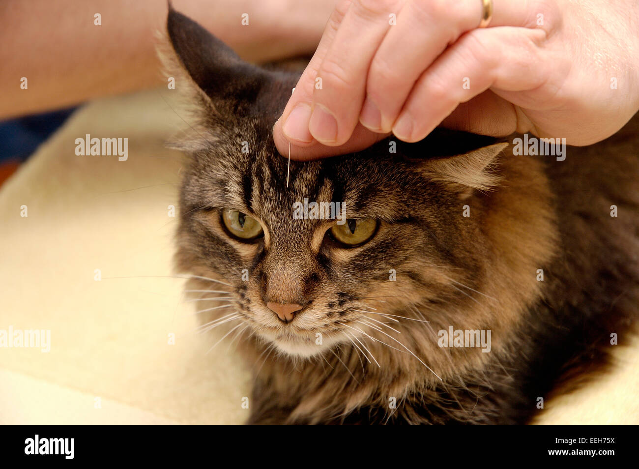 Cat is receiving acupuncture treatment Stock Photo