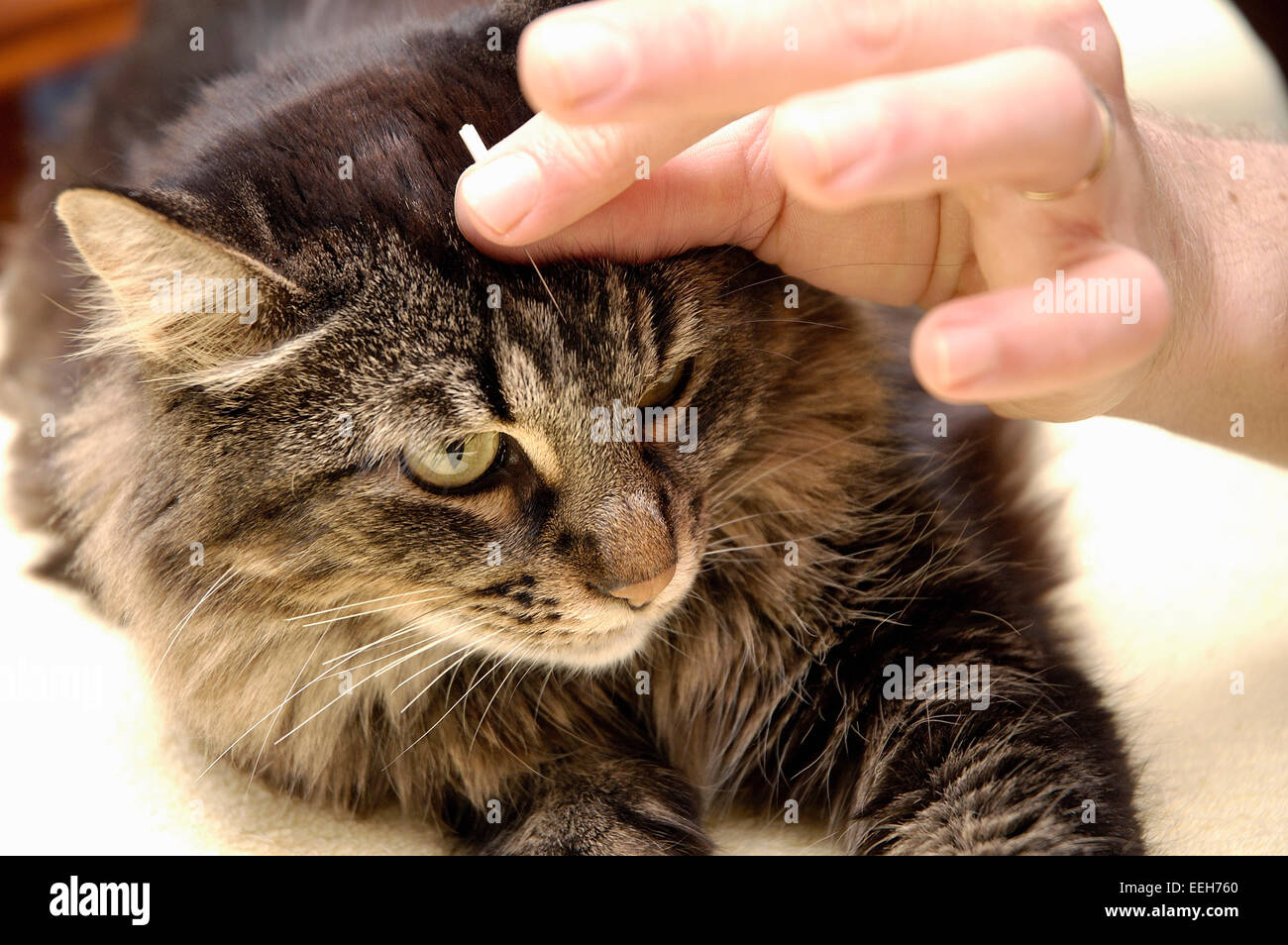 Animal acupuncture hires stock photography and images Alamy