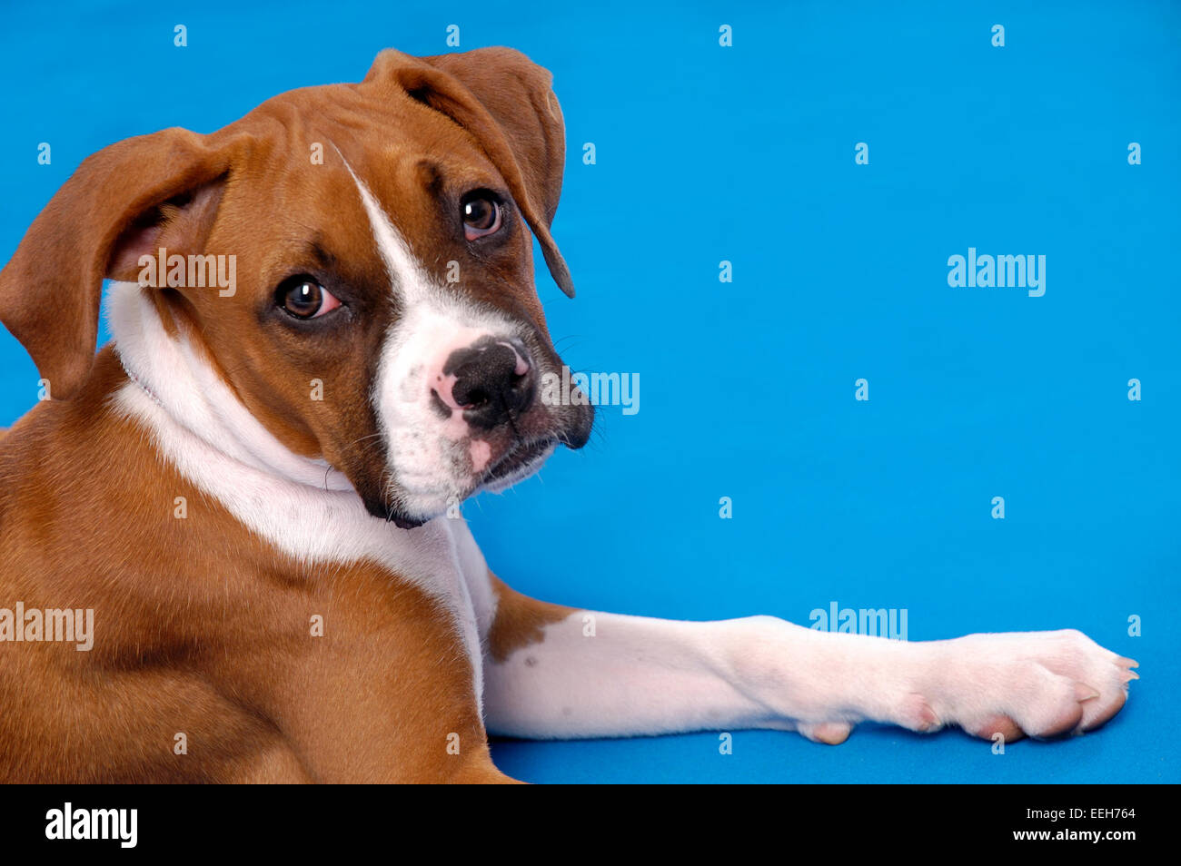 Portrait of a Boxer puppy. Stock Photo