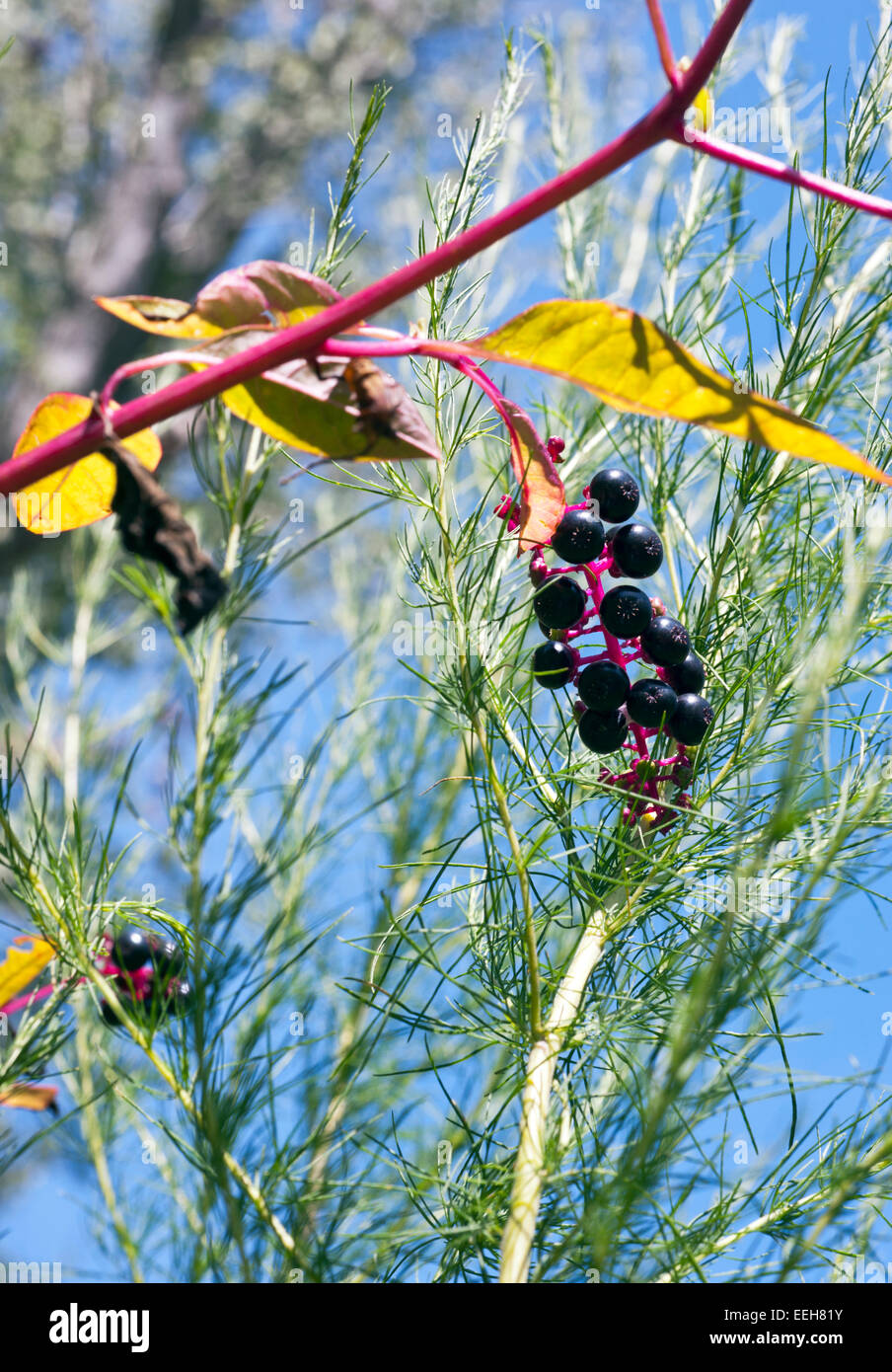 Pokeberries on a pokeberry plant is a weed commonly found in the eastern US. (Phytolacca americana) Stock Photo
