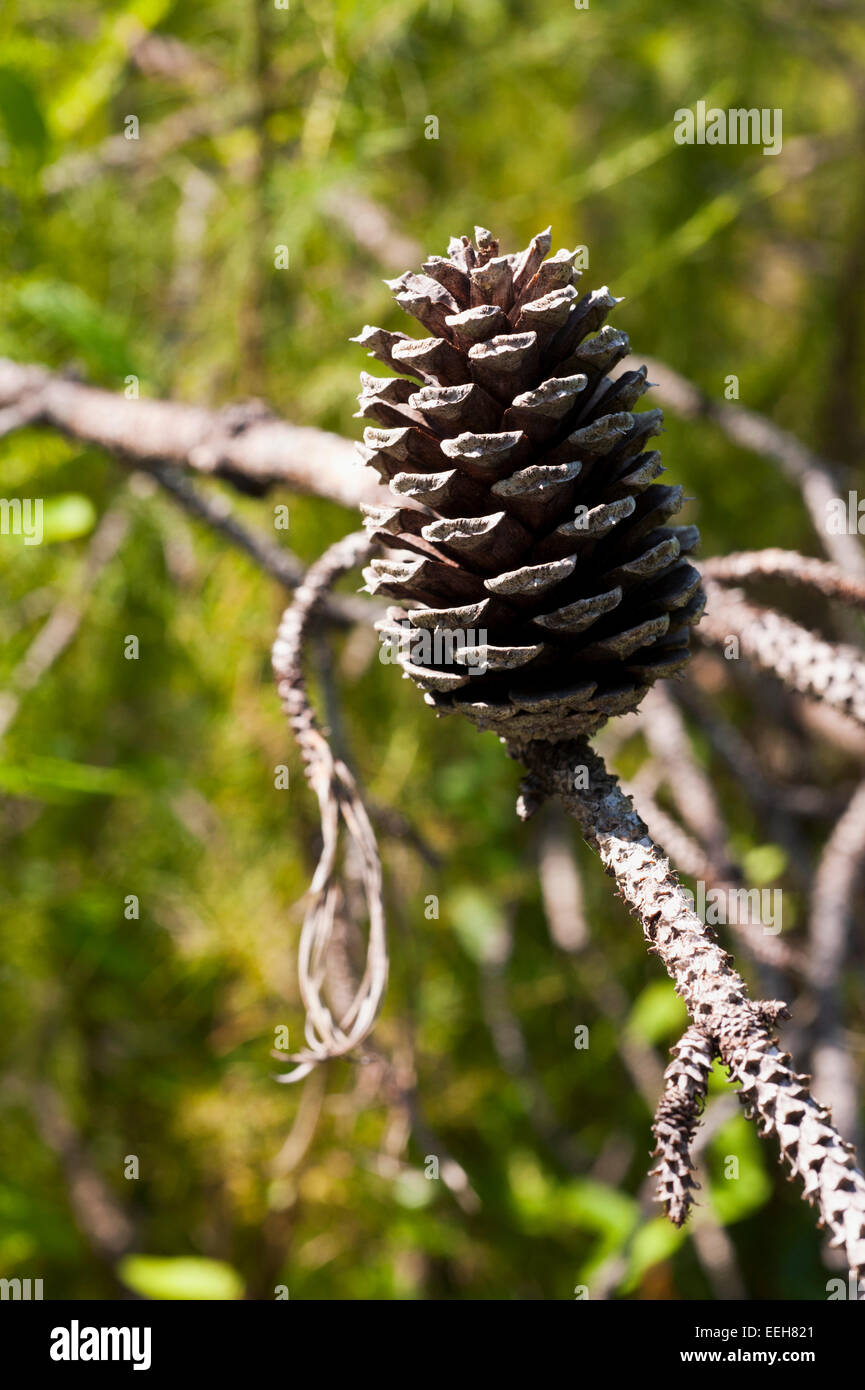 Conifer cone hi-res stock photography and images - Alamy