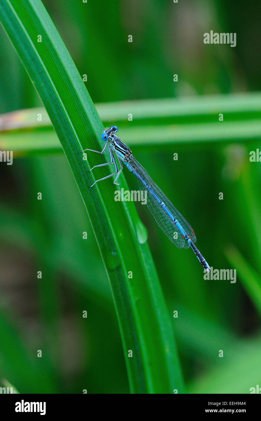 Male white-legged damselfly at rest Stock Photo - Alamy