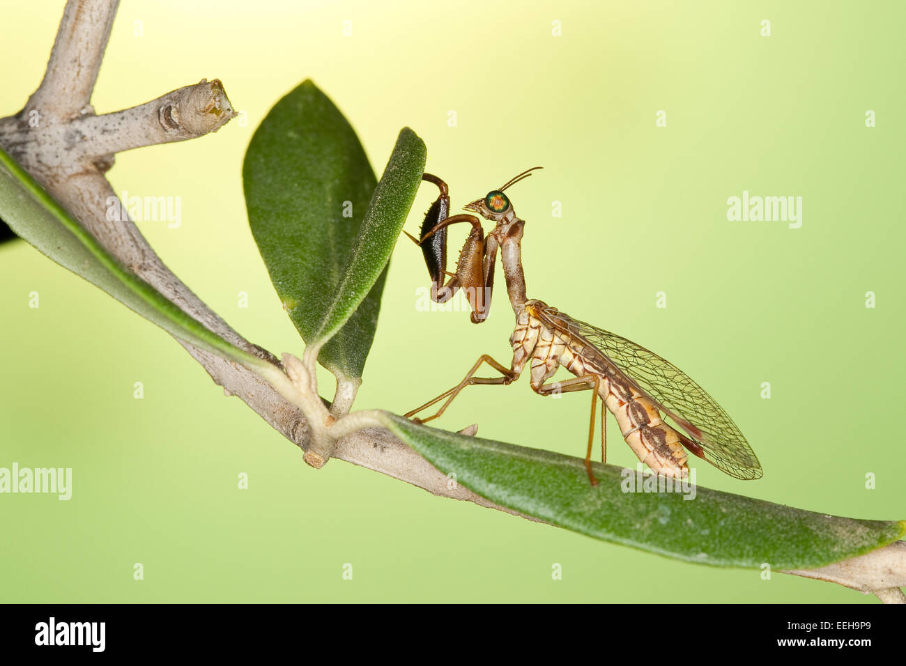 Steirische Fanghaft, Mantispa styriaca, syn. Poda pagana, Mantispa pagana, mantidfly, mantis fly, mantispid, Mantispe de Styrie Stock Photo