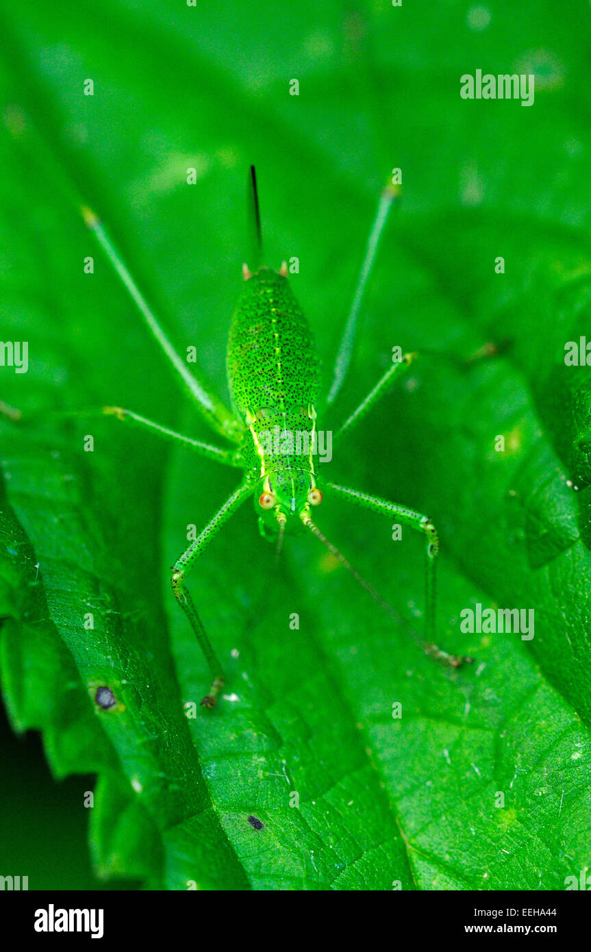 speckled bush-cricket Stock Photo