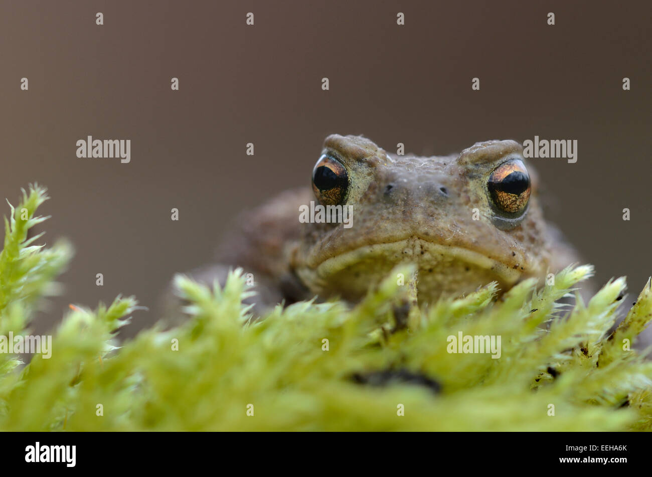 Common toad, bufo bufo. Dorset, UK. May Stock Photo