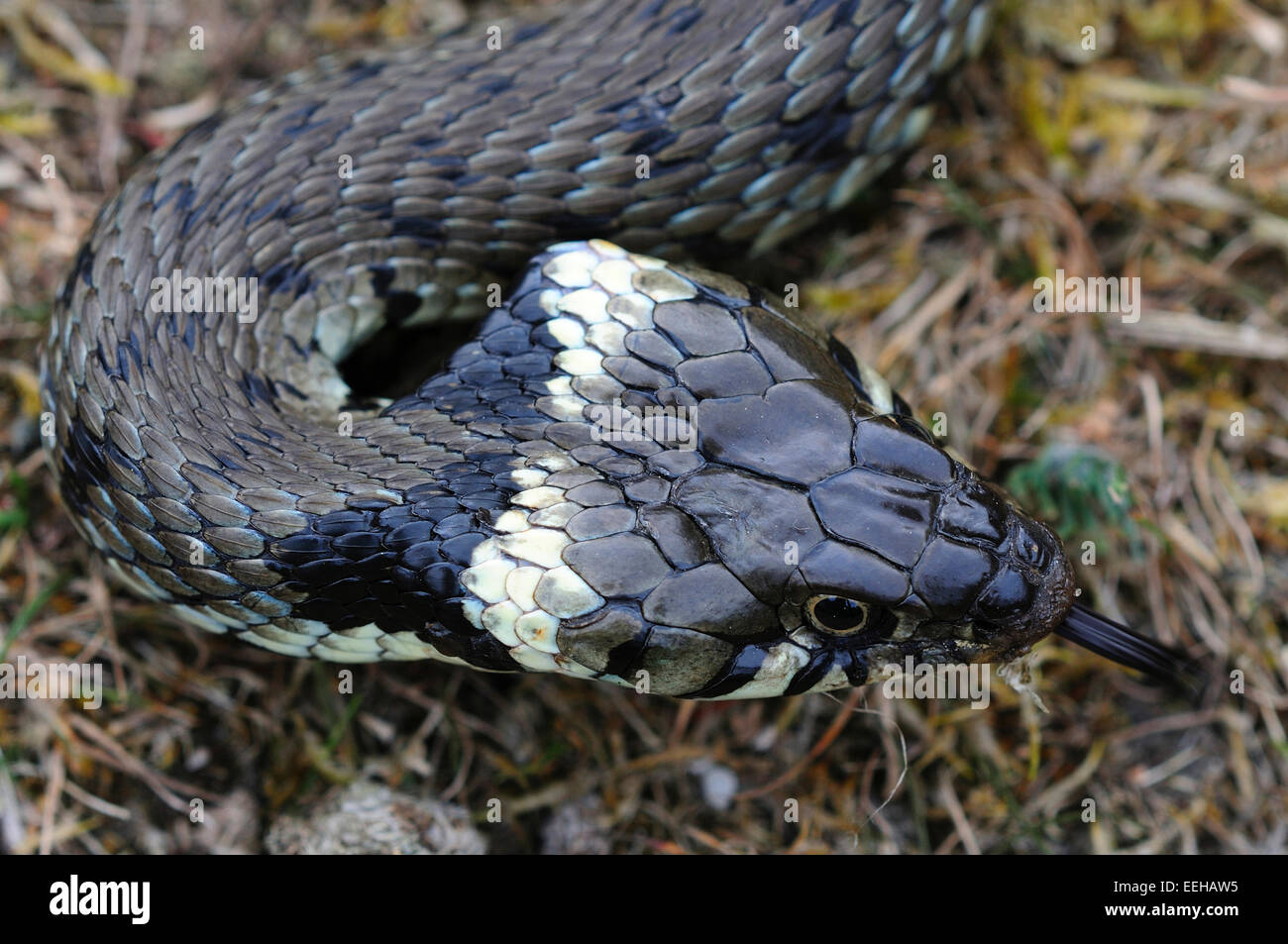 Grass snake playing dead hi-res stock photography and images - Alamy