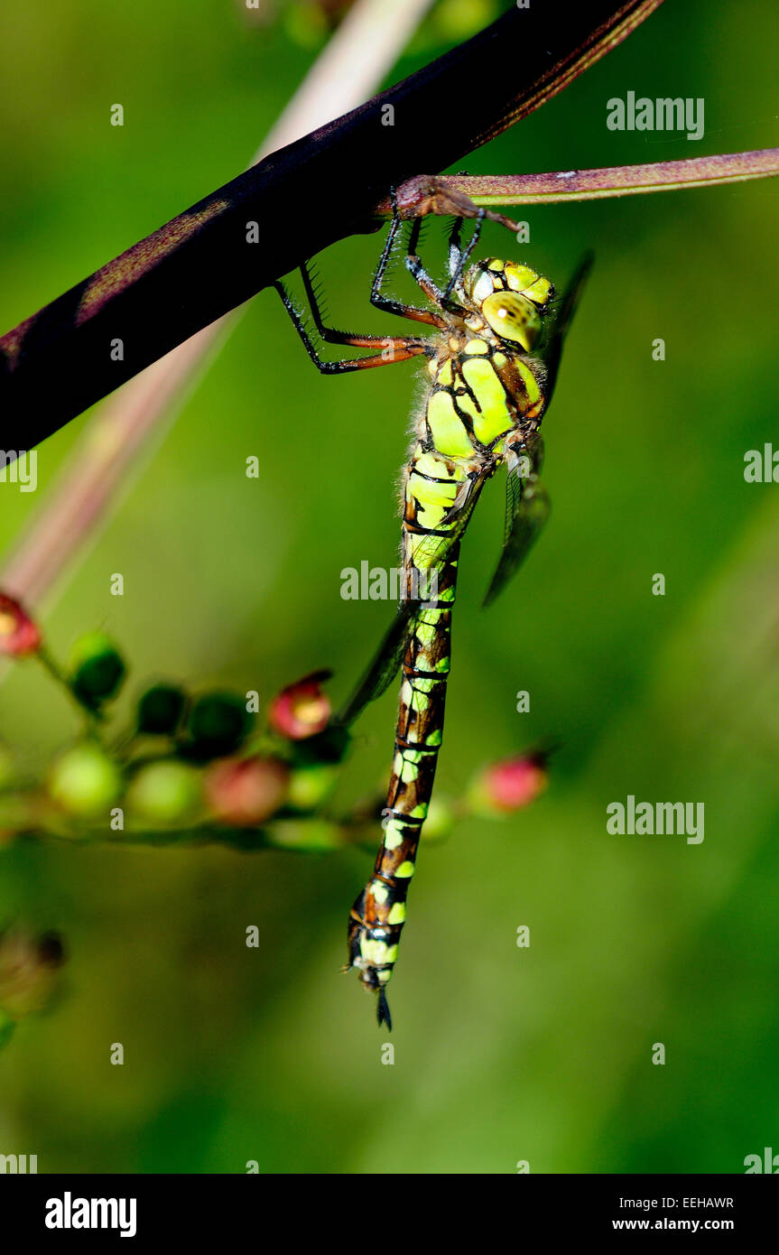 Female southern hawker dragonfly at rest. Stock Photo