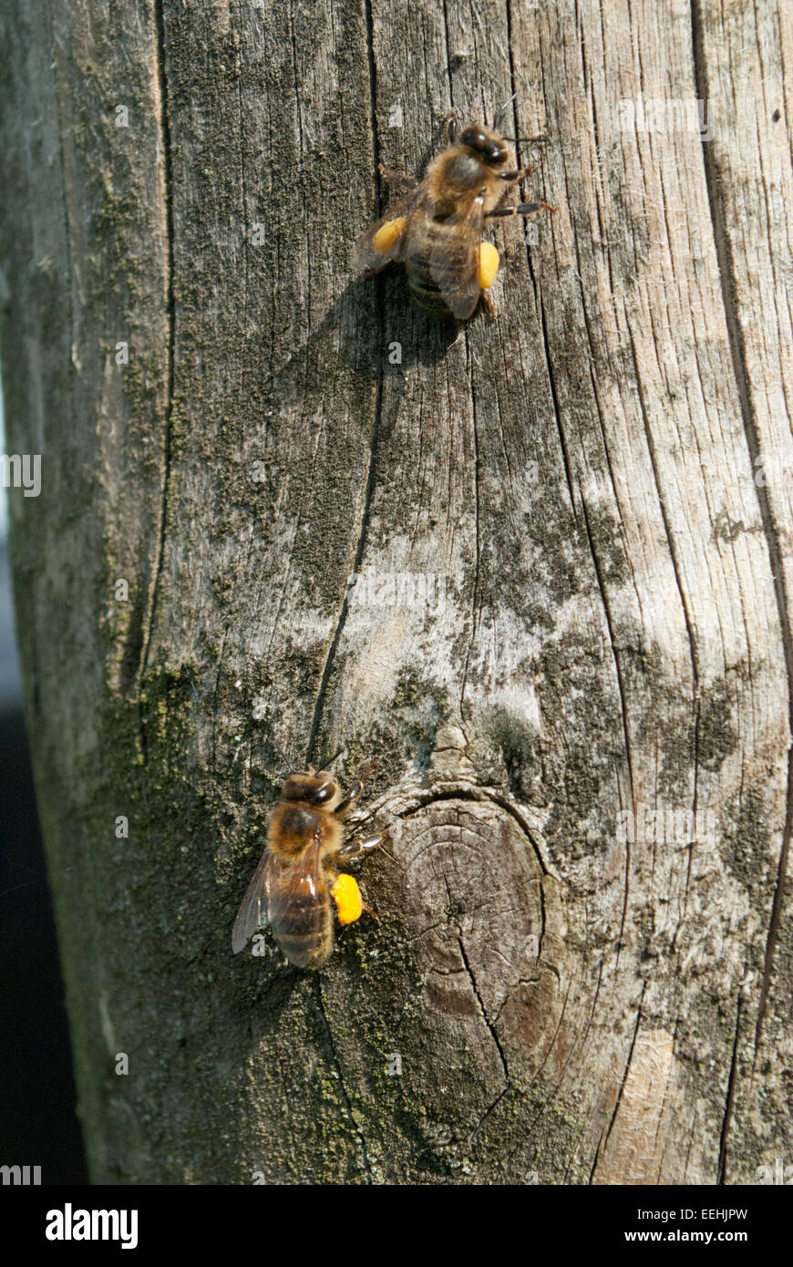 Honey bees with full pollen baskets resting on a tree Stock Photo Alamy