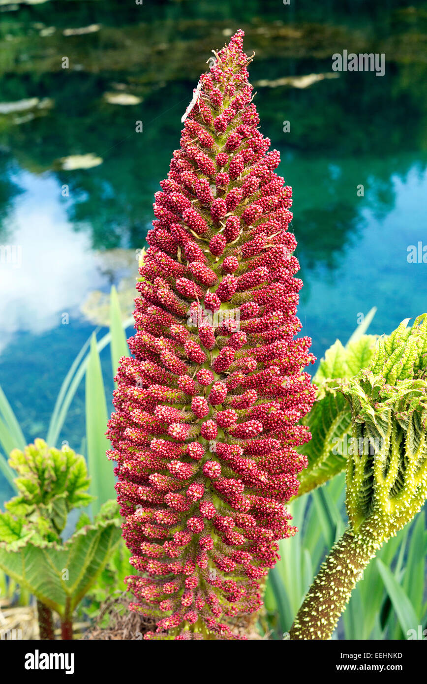 The flower spike of a gunnera manicata plant next to a pond in Grewelthorpe, Yorkshire, England, UK.  Gunnera is a native of Brazil. Stock Photo