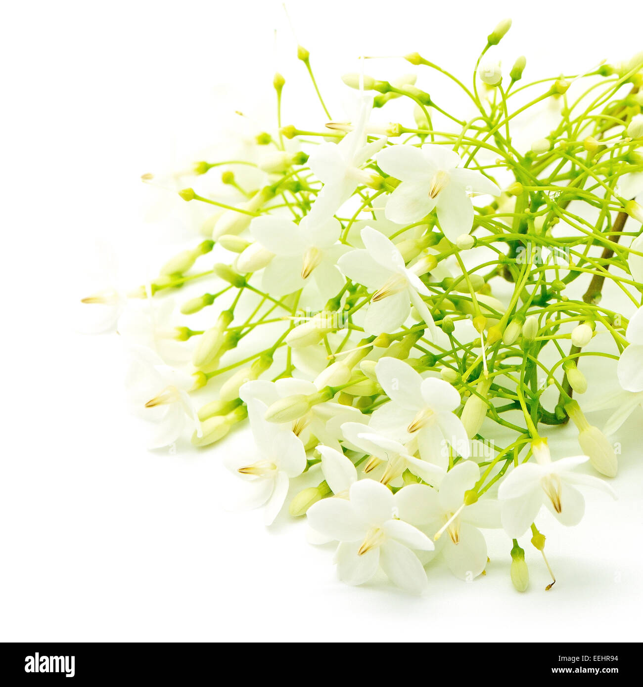 Tropical white and fragrant flower, Wild Water Plum (Wrightia religiosa), isolated on white background Stock Photo