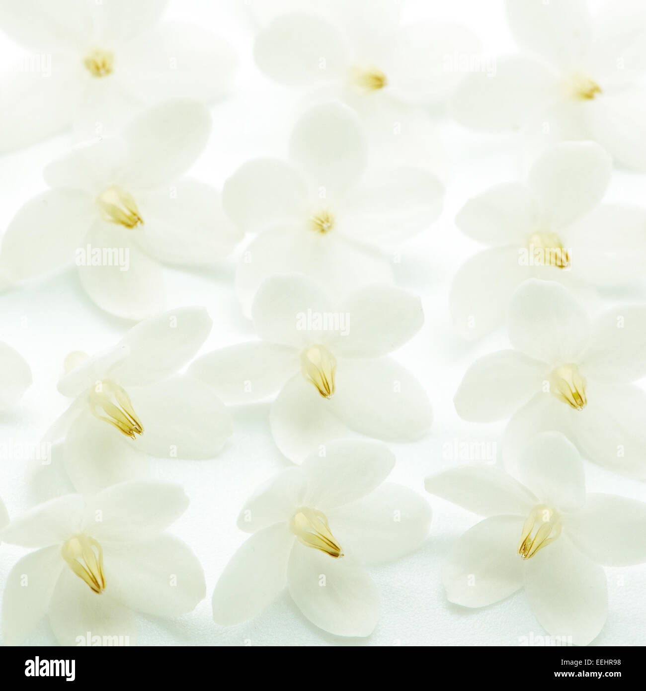 Tropical white and fragrant flower, pattern of Wild Water Plum (Wrightia religiosa) Stock Photo