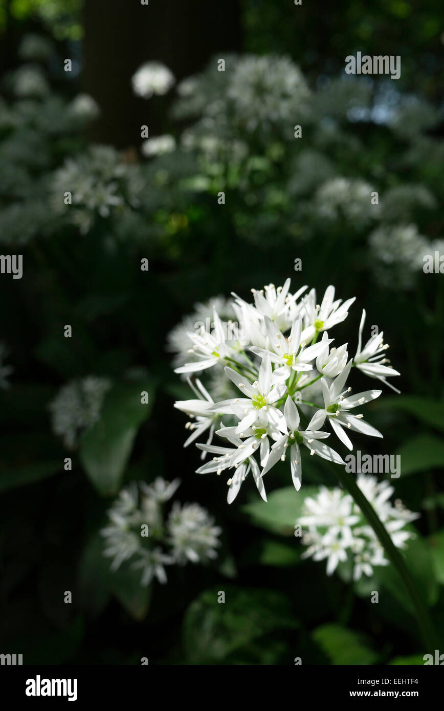 Flowers of Allium Ursinum, (wild garlic) growing in a woodland in Yorkshire, England in June. The plants have a pungent scent. Stock Photo