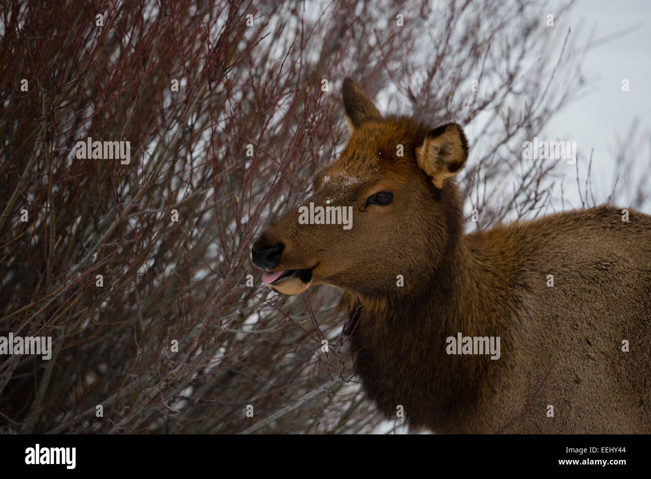 YELLOWSTONE, USA Deer in snow. Stock Photo