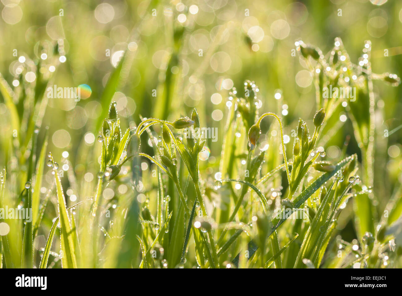 green grass on a field from a blur background Stock Photo - Alamy