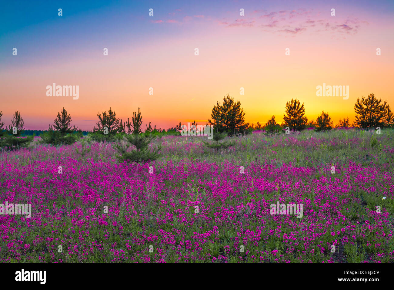 summer landscape with purple flowers on a meadow and sunset Stock Photo ...