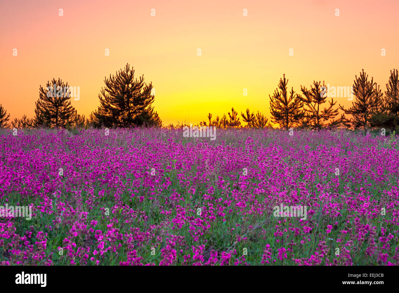 landscape with the sunrise and blossoming meadow Stock Photo - Alamy