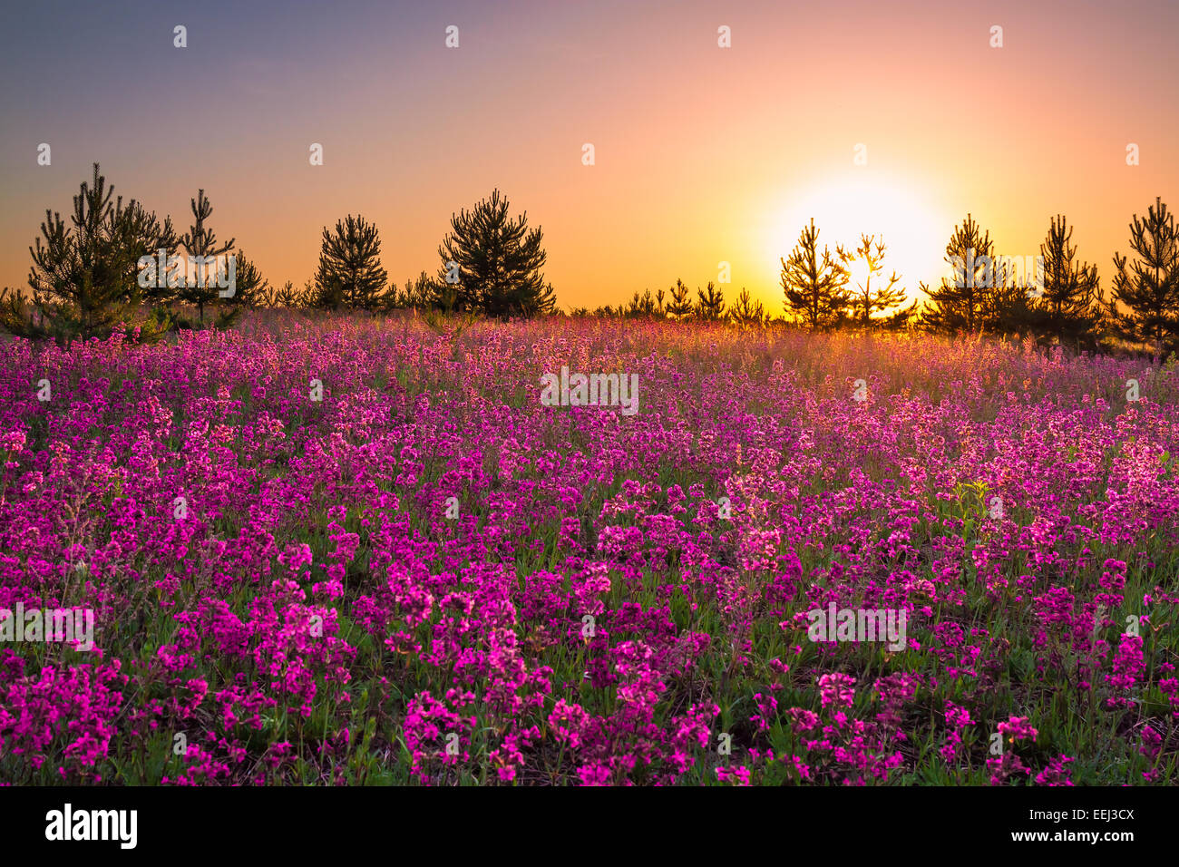 landscape with the sunrise and blossoming meadow Stock Photo - Alamy