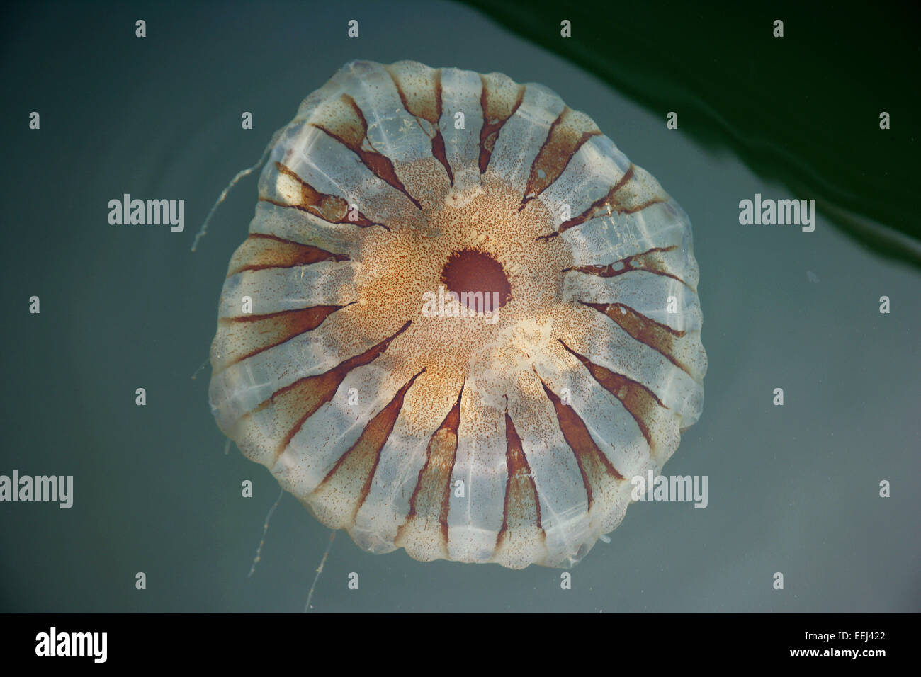 Jellyfish. Stock Photo