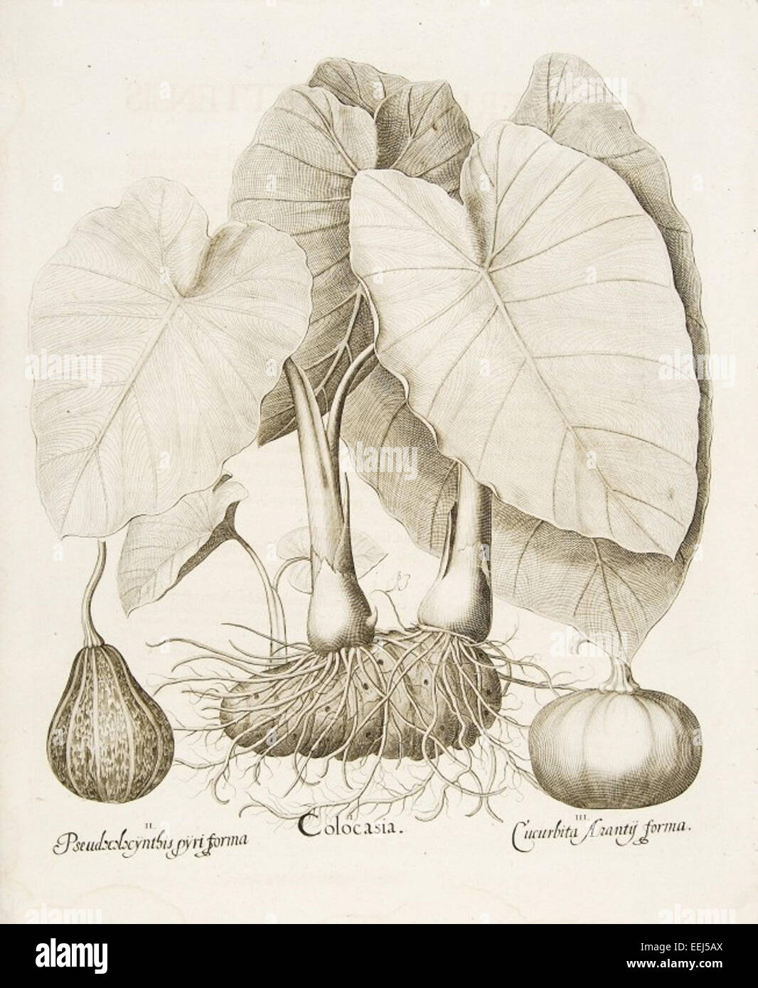 Basilius Besler was a German botanist and artist, renowned for his work ...