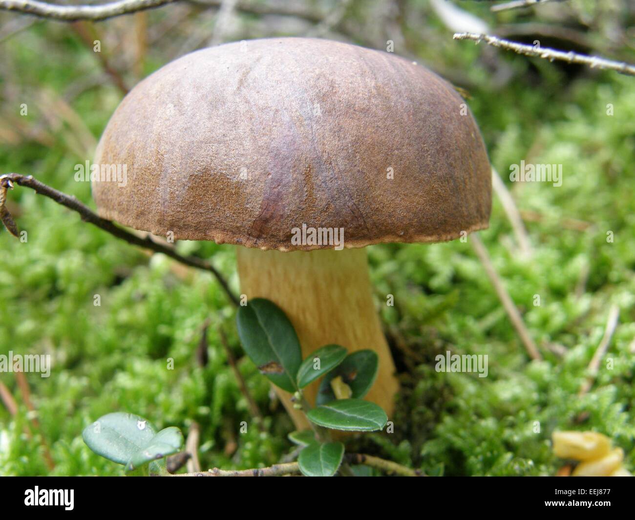 Cremini Mushroom Stock Photos & Cremini Mushroom Stock Images - Alamy